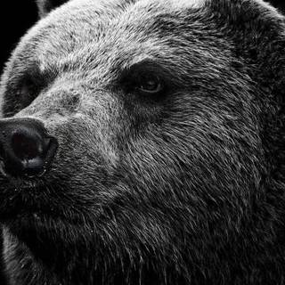 Grizzly bear wallpaper