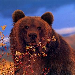 Grizzly bear wallpaper