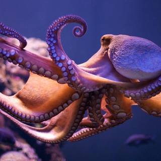 Octopus wallpaper