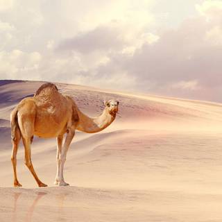 Camel wallpaper