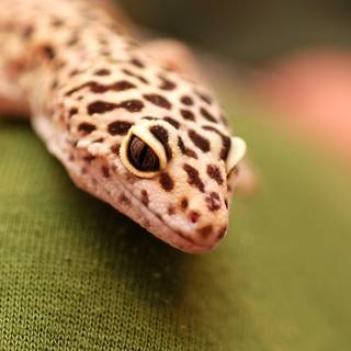 Gecko wallpaper