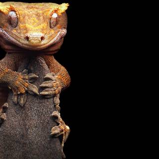 Gecko wallpaper