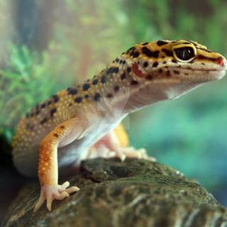 Gecko wallpaper