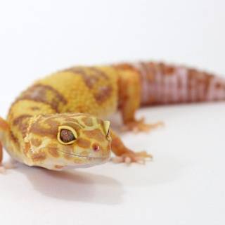 Gecko wallpaper