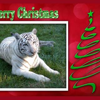 Christmas tigers wallpaper