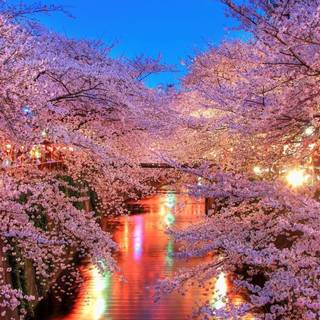 Cherry blossoms wallpaper