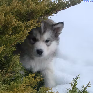 Alaskan Malamute wallpaper