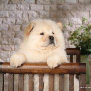 Chow Chow wallpaper