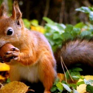Squirrel wallpaper