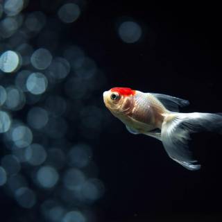 Goldfish wallpaper