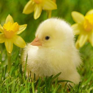 Spring months wallpaper