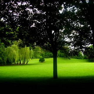 Park wallpaper