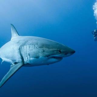 Great white shark wallpaper