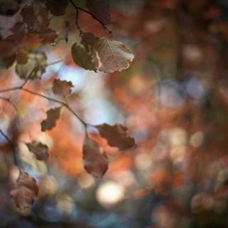 Nature blur wallpaper