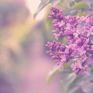 Lilac wallpaper