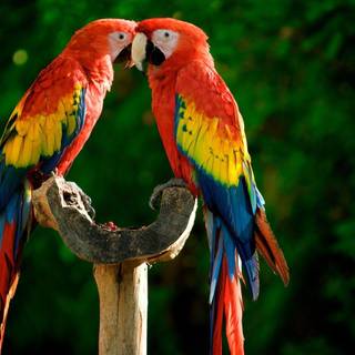 Macaw wallpaper