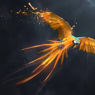 Macaw wallpaper