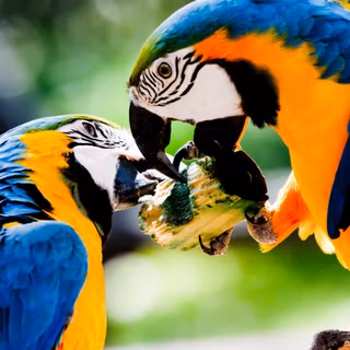 Macaw wallpaper
