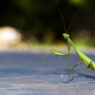 Praying mantis wallpaper