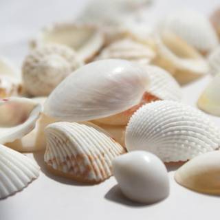 Seashell wallpaper