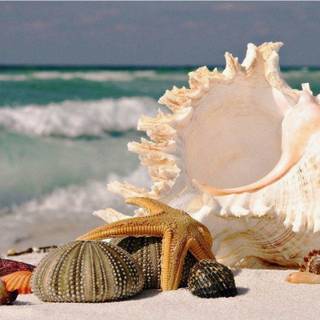 Seashell wallpaper
