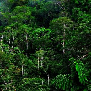 Tropical rainforest wallpaper