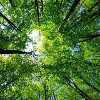 Tropical rainforest wallpaper