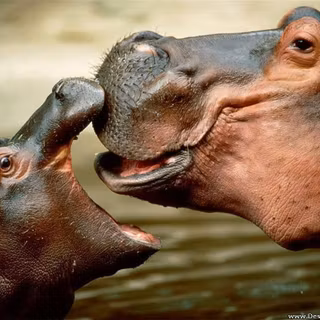 Hippopotamus wallpaper
