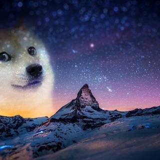 Doggo wallpaper