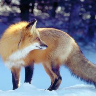 Red fox wallpaper