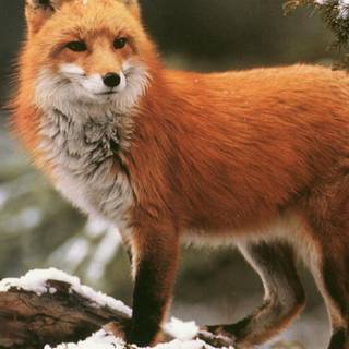 Red fox wallpaper
