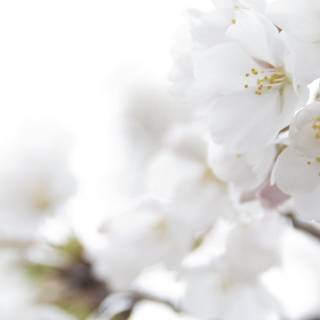 White color wallpaper