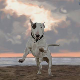 Bull Terrier wallpaper