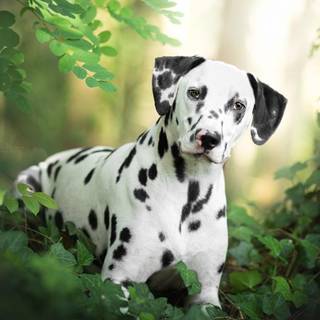 Dalmatian wallpaper