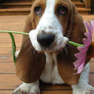 Basset Hound wallpaper