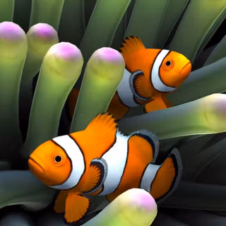 Clownfish wallpaper