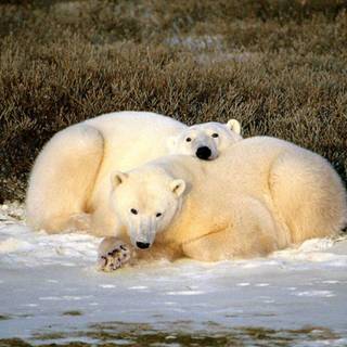 Supreme Ice Bear wallpaper