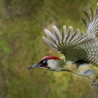 Woodpecker wallpaper
