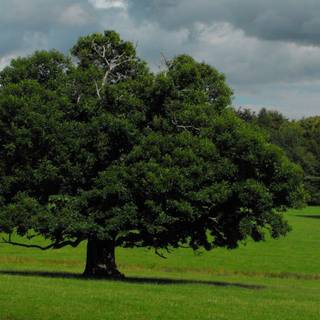 Oak tree wallpaper