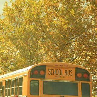 School bus wallpaper