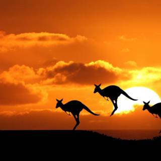Kangaroo wallpaper