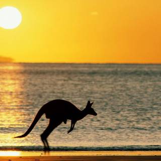 Kangaroo wallpaper