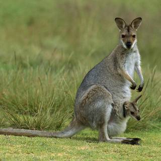 Kangaroo wallpaper