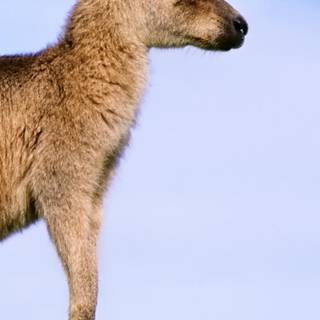 Kangaroo wallpaper