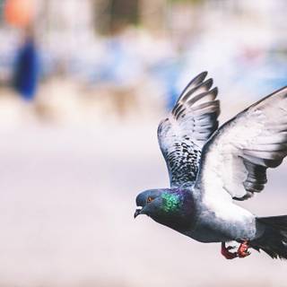 Pigeons wallpaper
