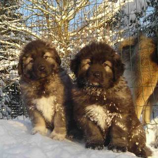 Caucasian Shepherd wallpaper