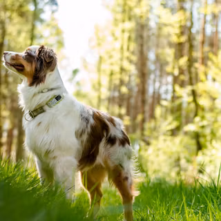 Australian Shepherd wallpaper