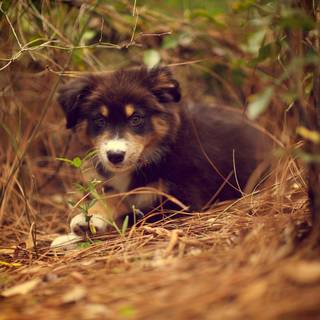 Australian Shepherd wallpaper