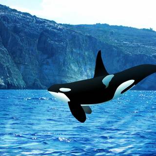 Killer whale wallpaper