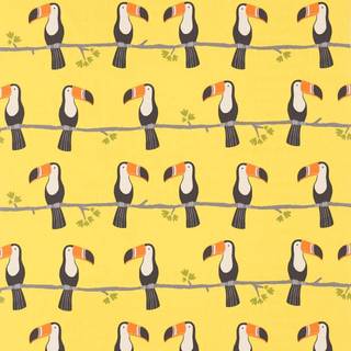 Toucan wallpaper
